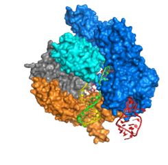 245px-cas9_anders_dna_bound_structure
